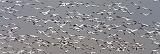 Snow Geese Flyout_34384